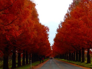 メタセコイア並木の紅葉