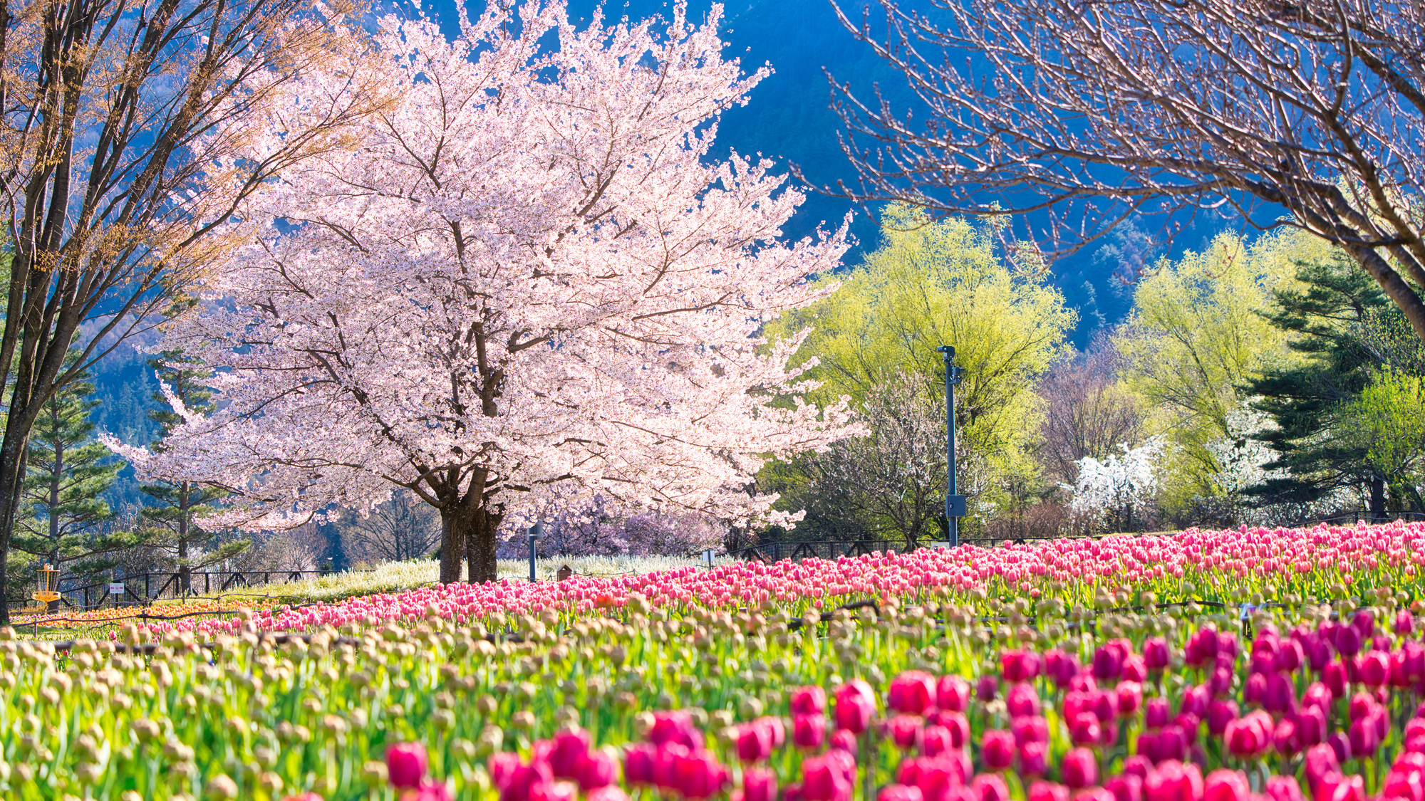 【国営アルプスあづみの公園 （堀金・穂高地区）】車約25分。