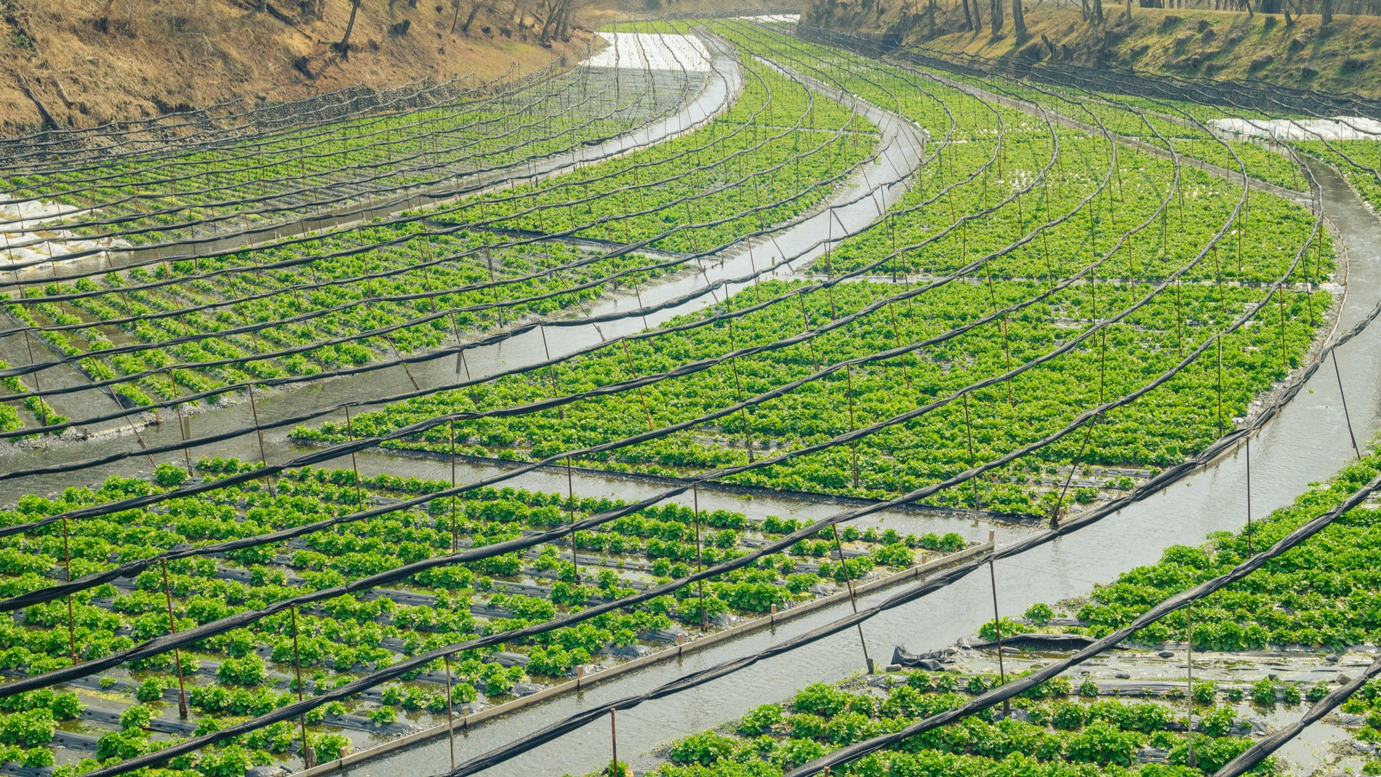 【大王わさび農場】安曇野にある日本最大級のわさび田。車約30分。