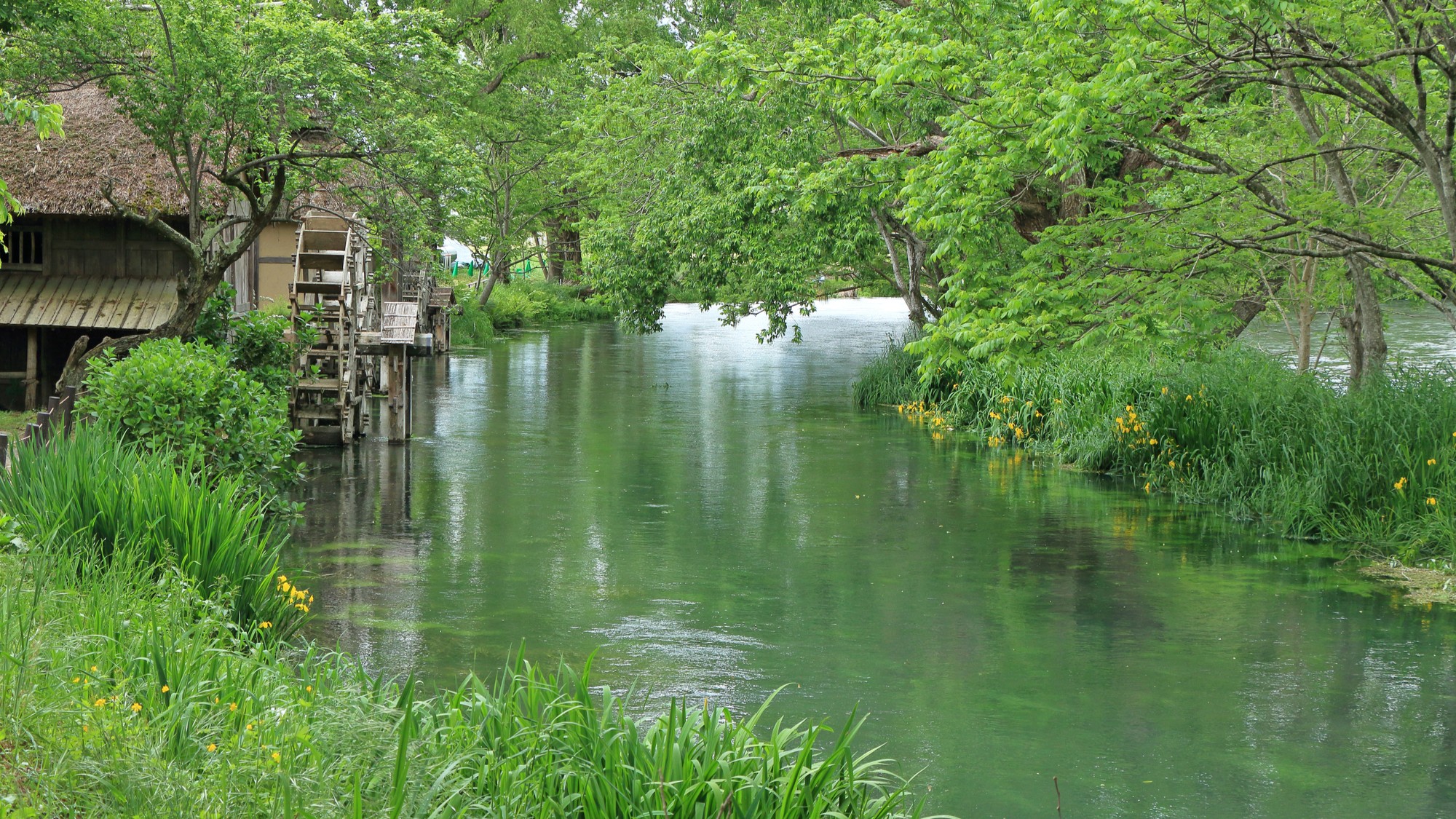 【大王わさび農場】安曇野にある日本最大級のわさび田。車約30分。