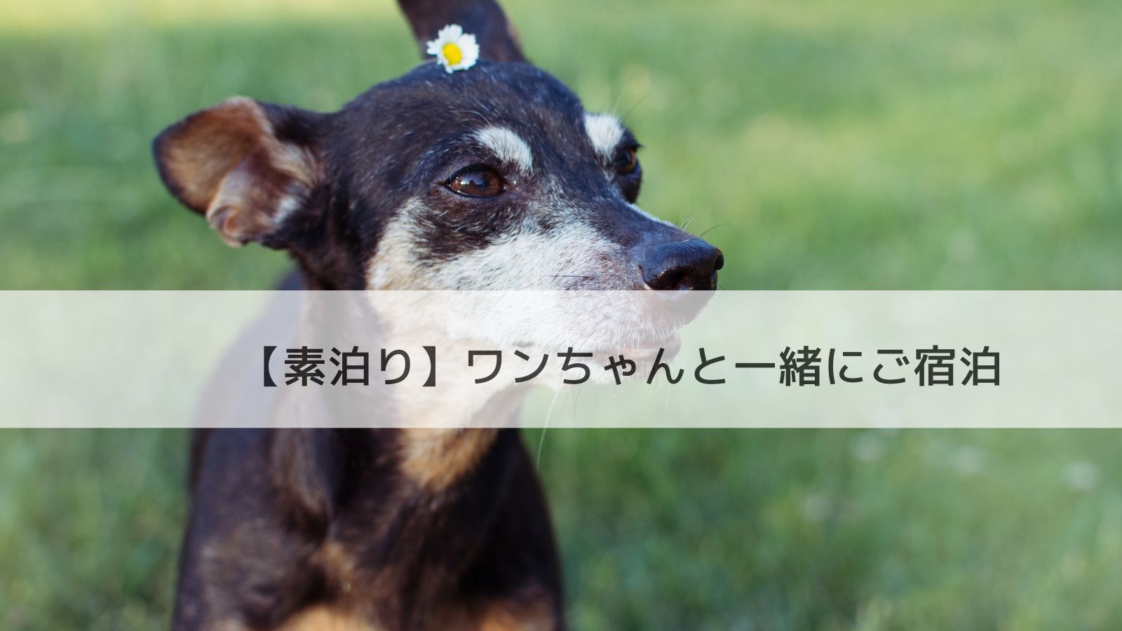 【素泊まり】大切なご家族であるワンちゃんと一緒にご宿泊できるプラン
