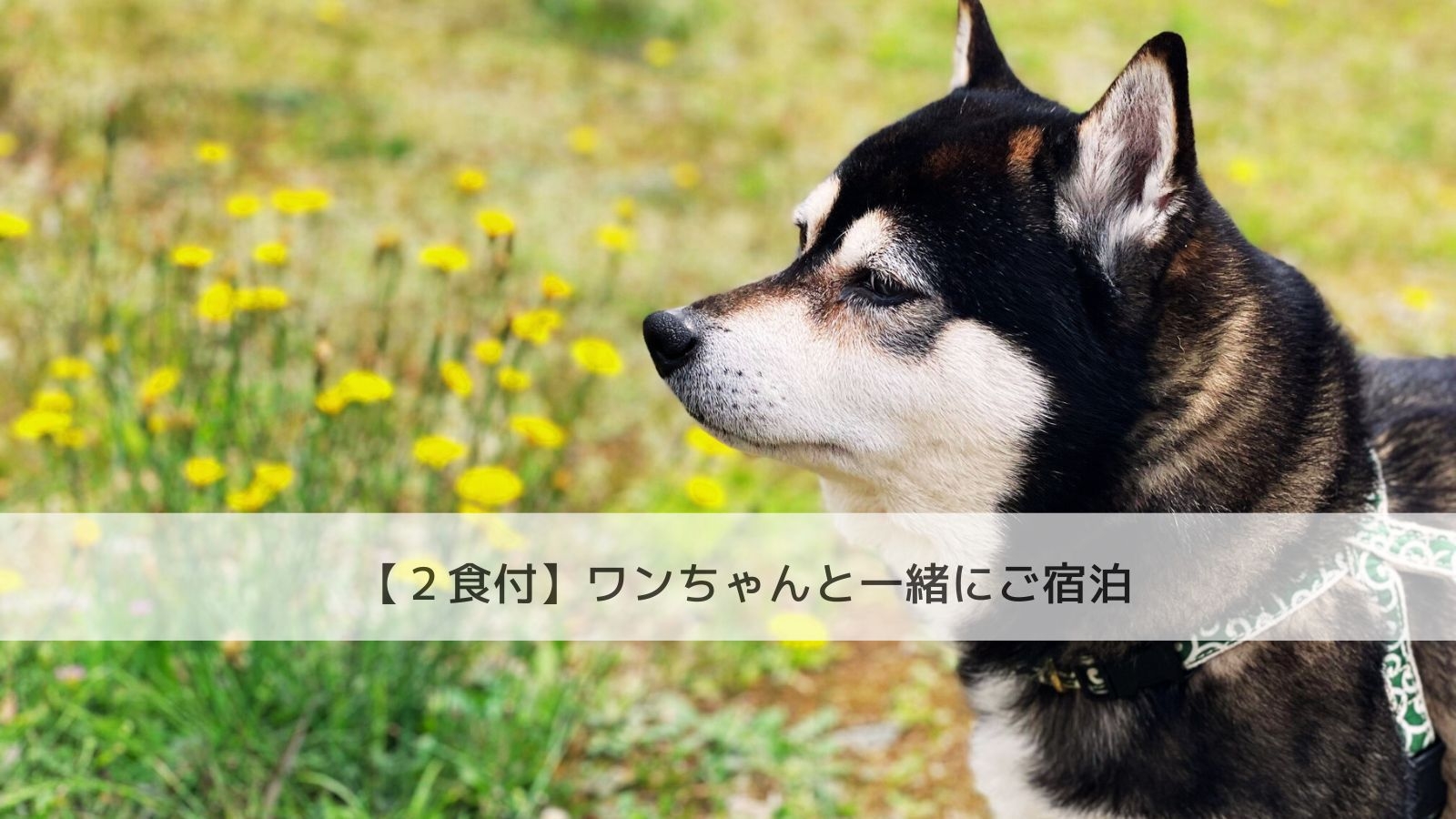 【2食付】大切なご家族であるワンちゃんと一緒にご宿泊できるプラン☆
