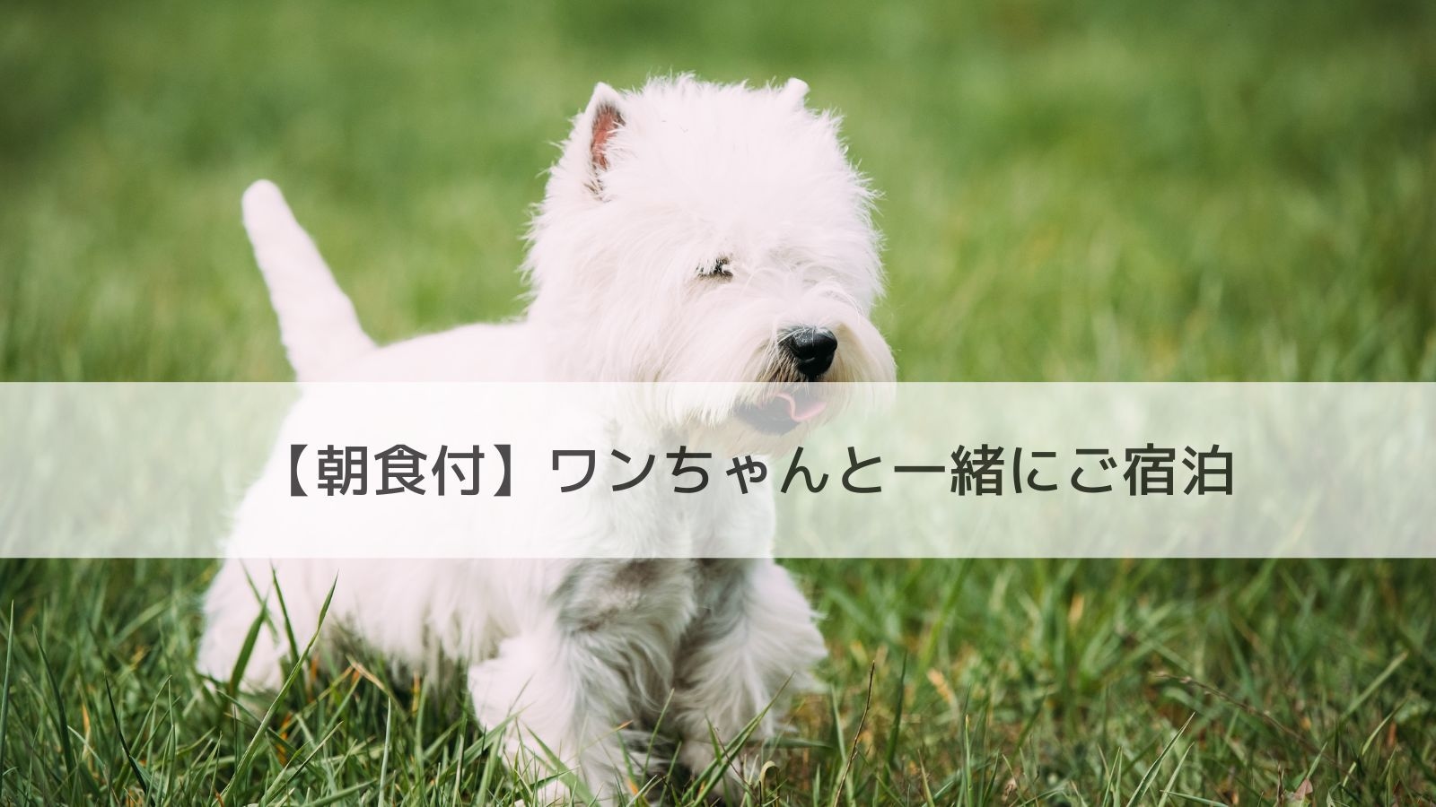 【朝食付】大切なご家族であるワンちゃんと一緒にご宿泊できるプラン☆