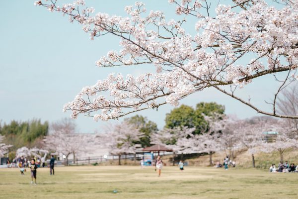 多目的広場の桜