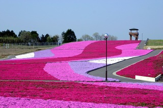 芝ざくら公園　（市貝町）