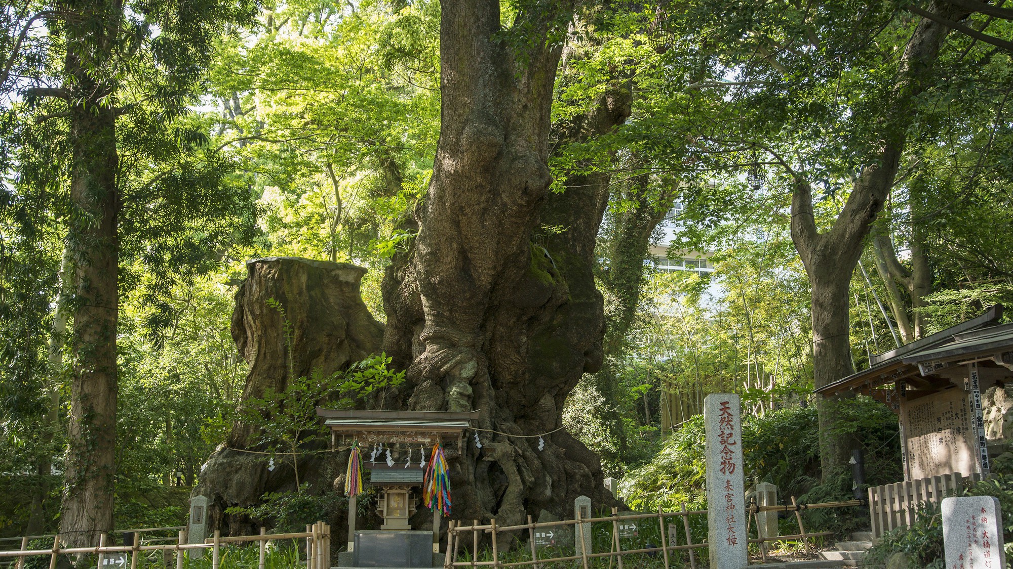 来宮神社