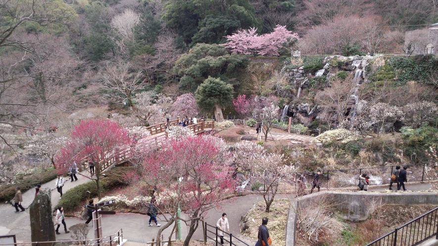 熱海梅園（梅まつり）