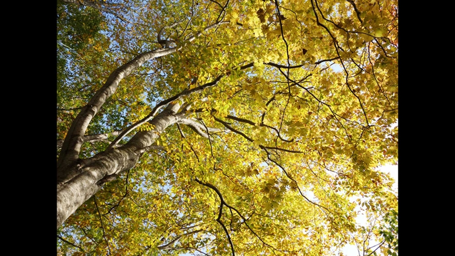 【ブナ林】9月下旬から木々の紅葉がはじまります。10月後半が見頃です。