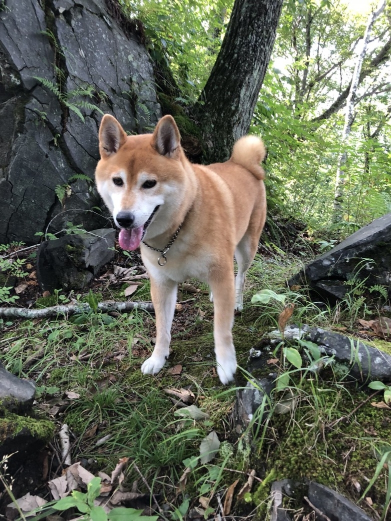 シニア犬宿泊無料プラン