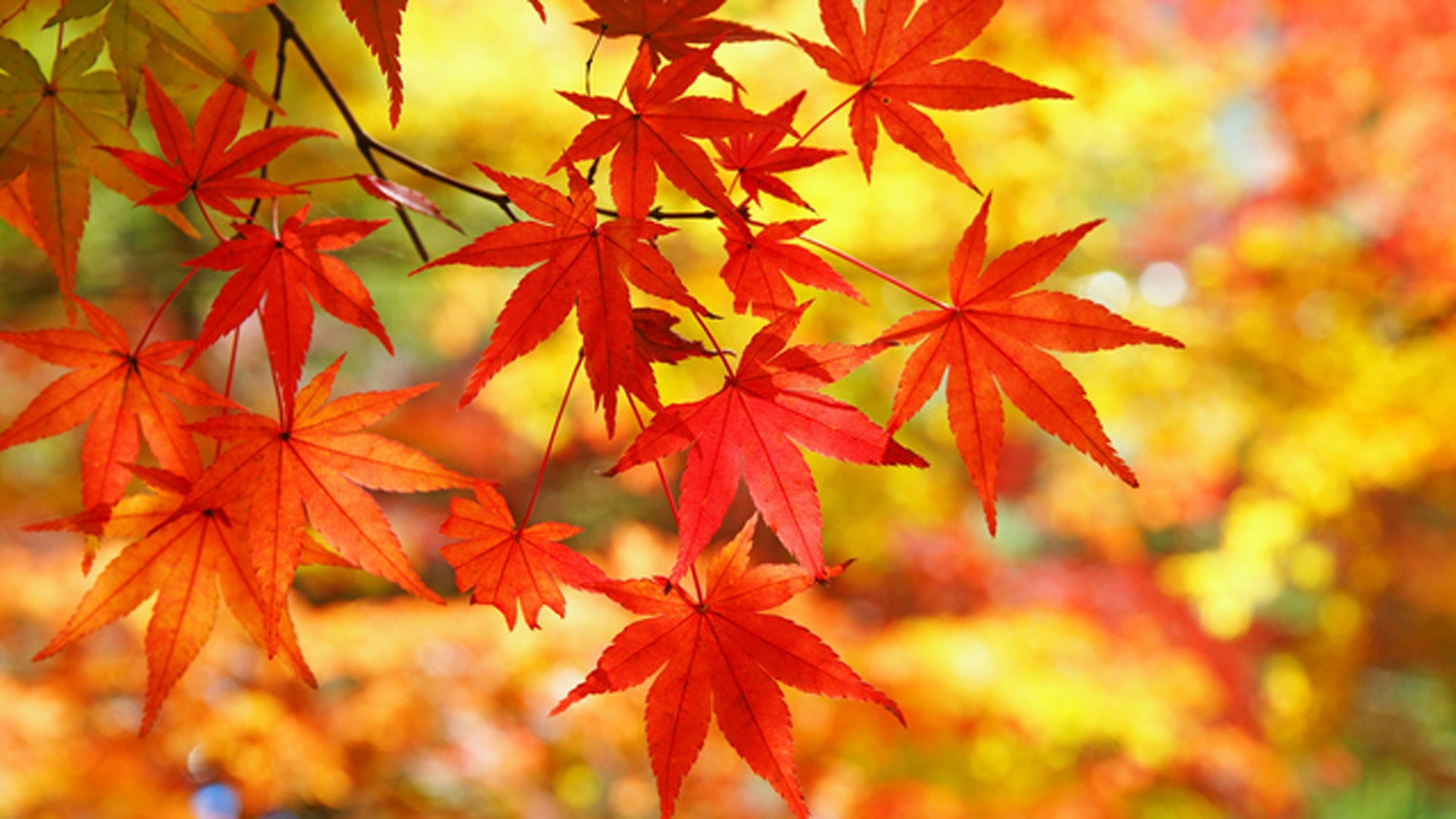 ≪ケーブルカーで紅葉を見に行こう≫◆旨味がぎゅっと詰まった猪鍋＆豆腐会席で大山満喫◆2食付