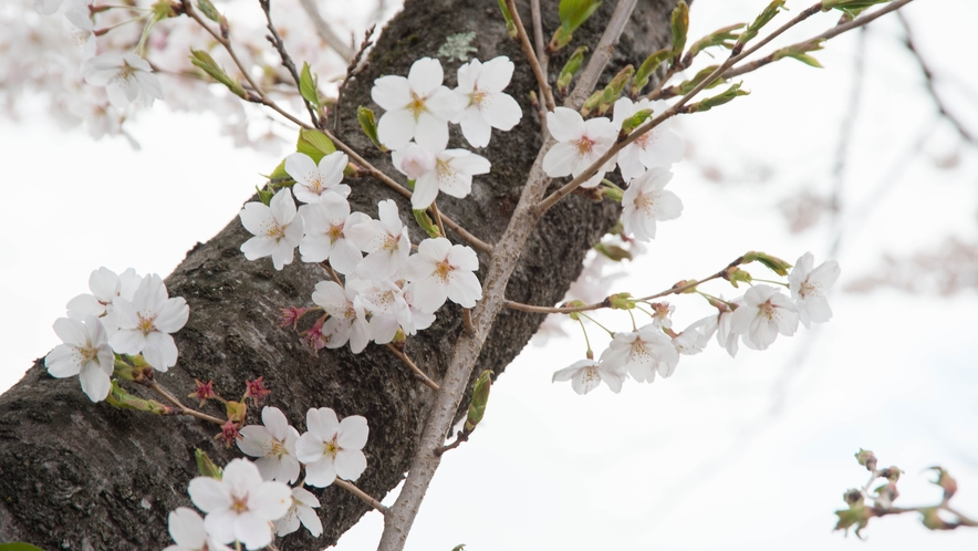*桜/当館を取り囲むように、見事な桜が咲き誇ります