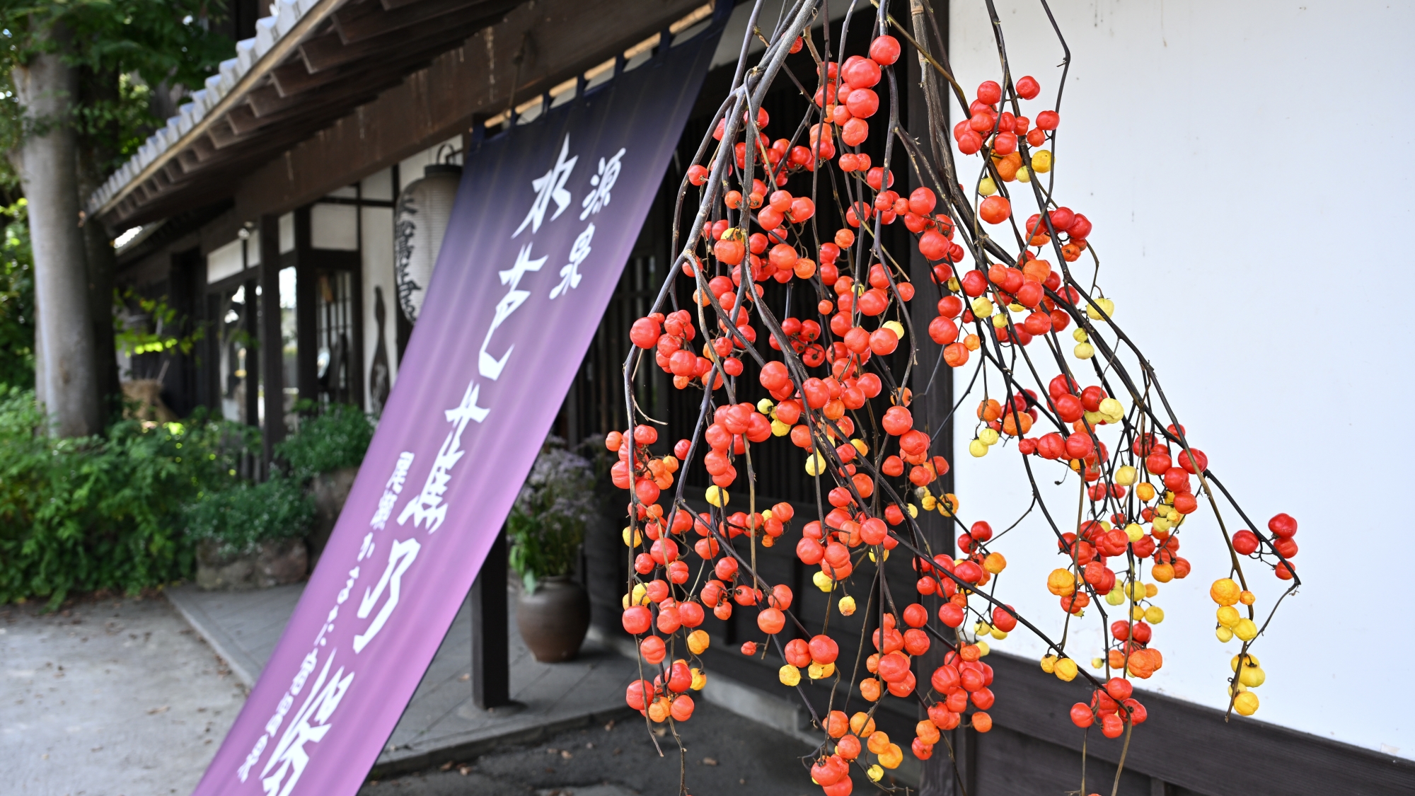 *外観/紫の暖簾と昔ながらの瓦屋根が目印