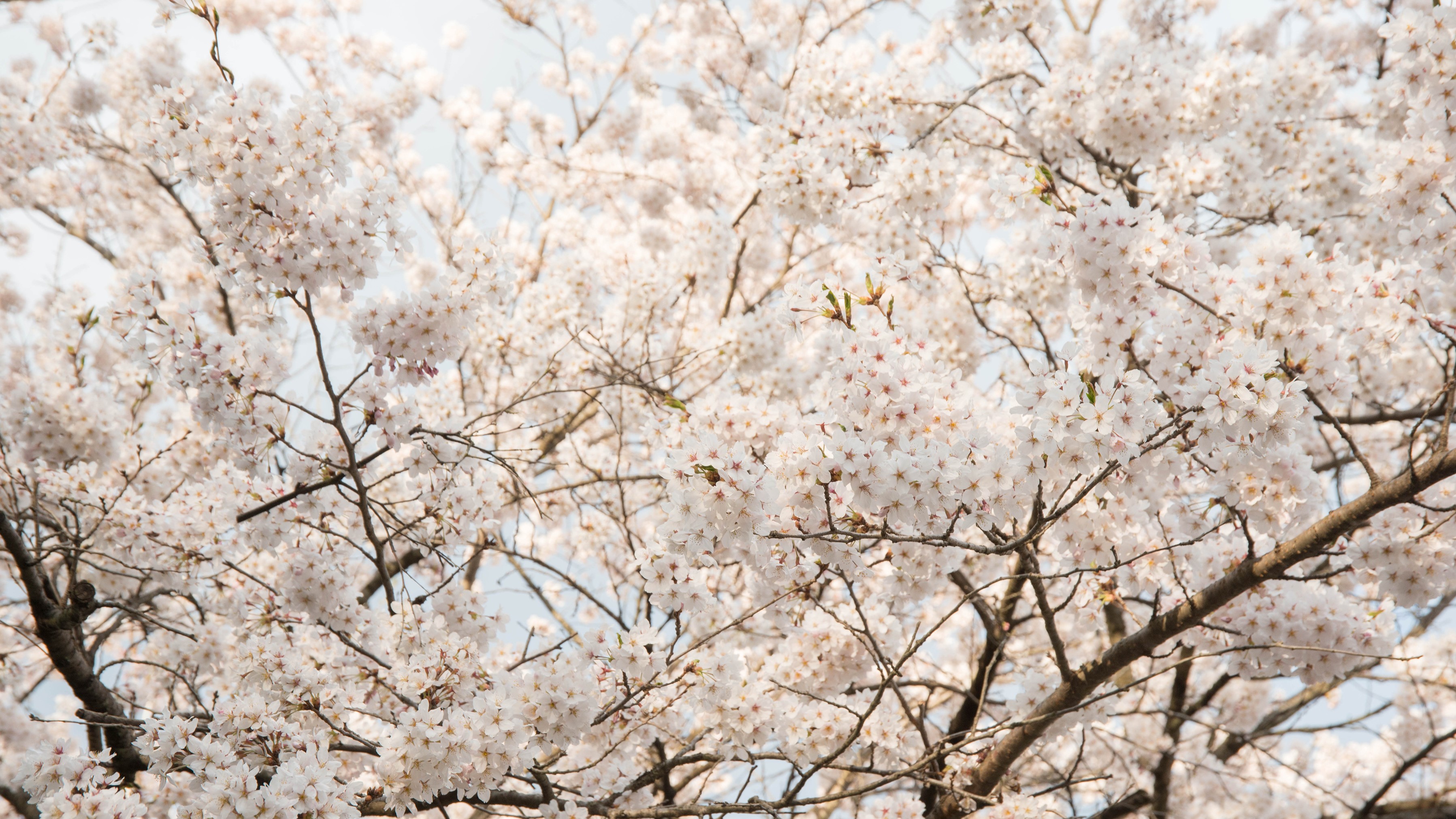 *桜/当館を取り囲むように、見事な桜が咲き誇ります