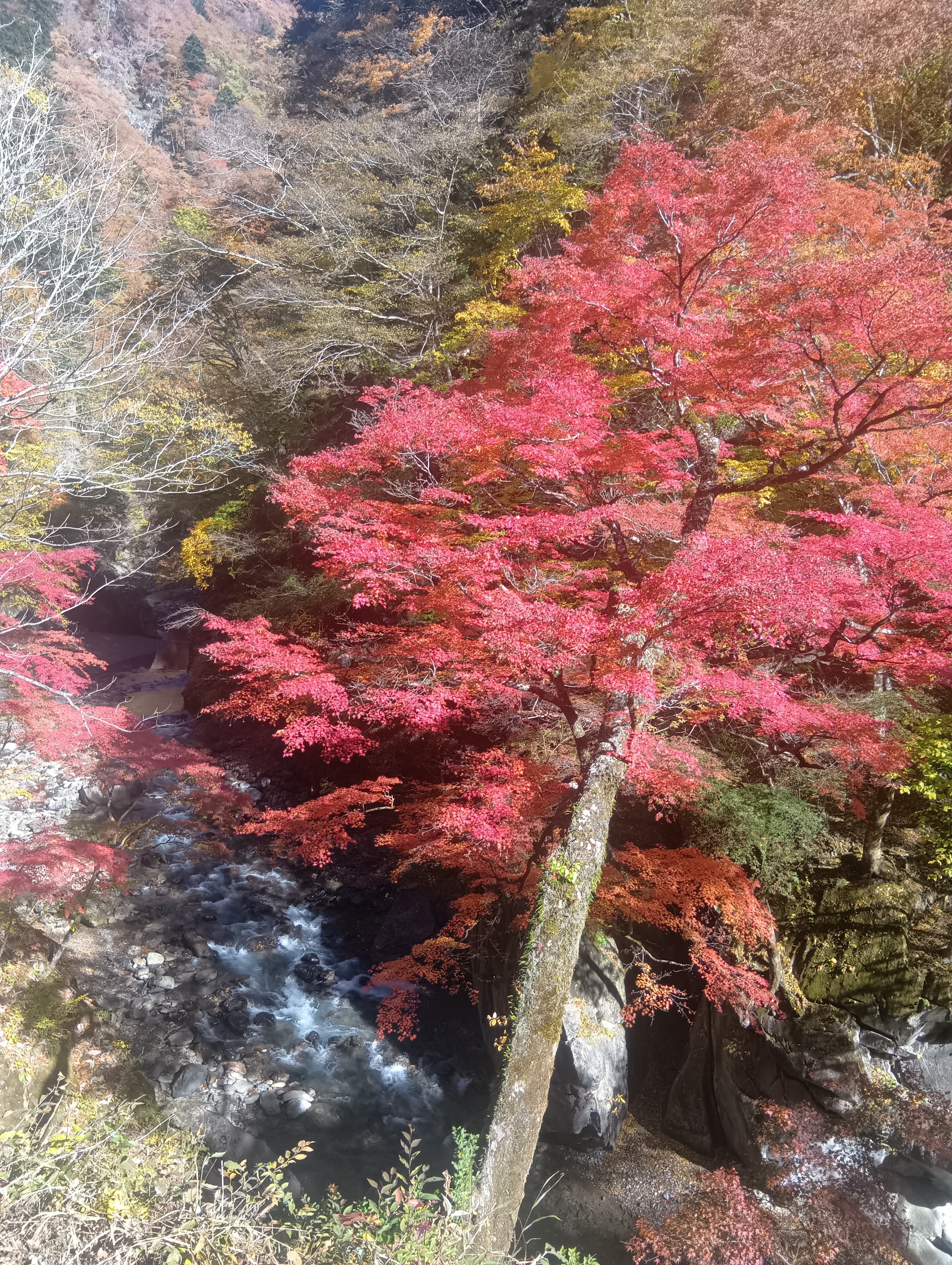 中津峡　女郎モミジ　周辺