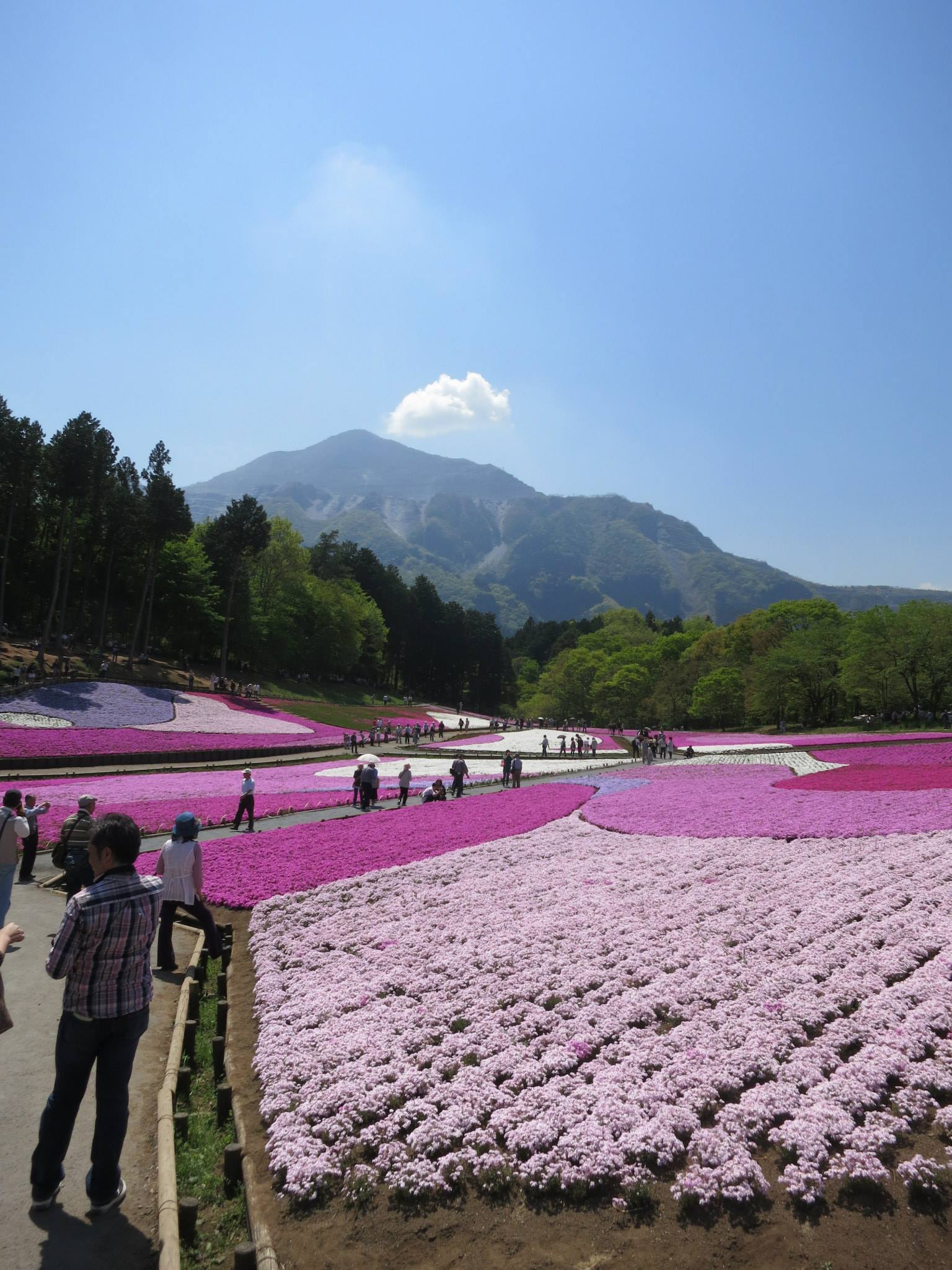 芝桜　＠羊山公園
