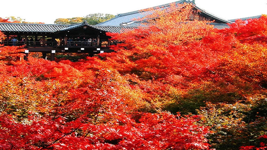 東福寺通天橋からの紅葉