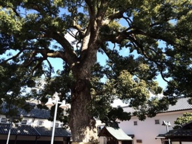 金陵の里　大楠の木