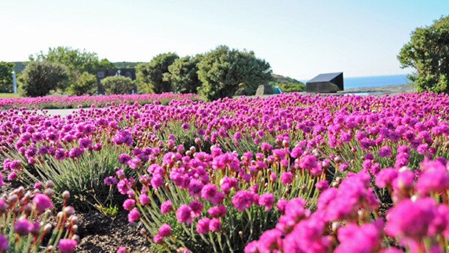 【稚内公園】6月～7月には公園内にたくさんのアルメリアが開花します。