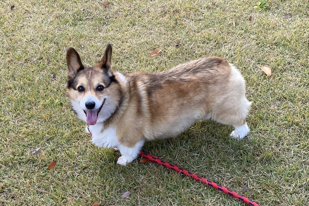 犬と泊まる★カード決済★貸切無料かけ流し温泉★飛騨牛フィレステーキ100g＋鮎塩焼き他