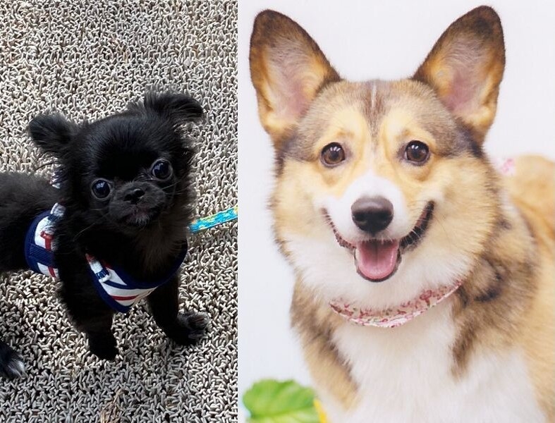 犬と泊る【お得な平日★ぎふとりっぷ】ぎふ旅コイン付お手頃飛騨牛★飛騨牛＋焼川魚＋無料貸切かけ流し温泉