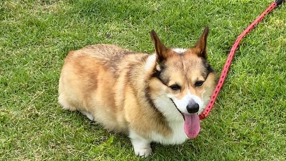 犬と泊る【お得な平日★ぎふとりっぷ】ぎふ旅コイン付ミニステーキプラン★飛騨牛フィレステーキ50g