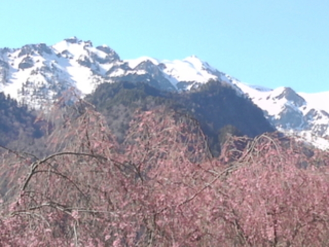 桜と山々