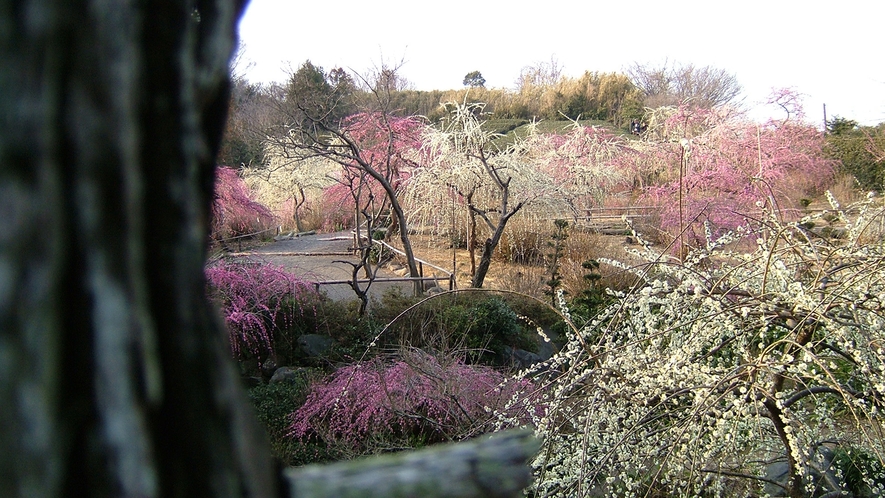 *しだれ梅／龍尾神社の庭園に咲き誇る約300本のしだれ梅（当館より車で約10分）