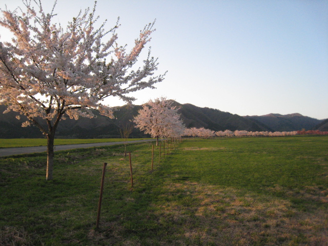 春になると満開の桜並木が見られます。