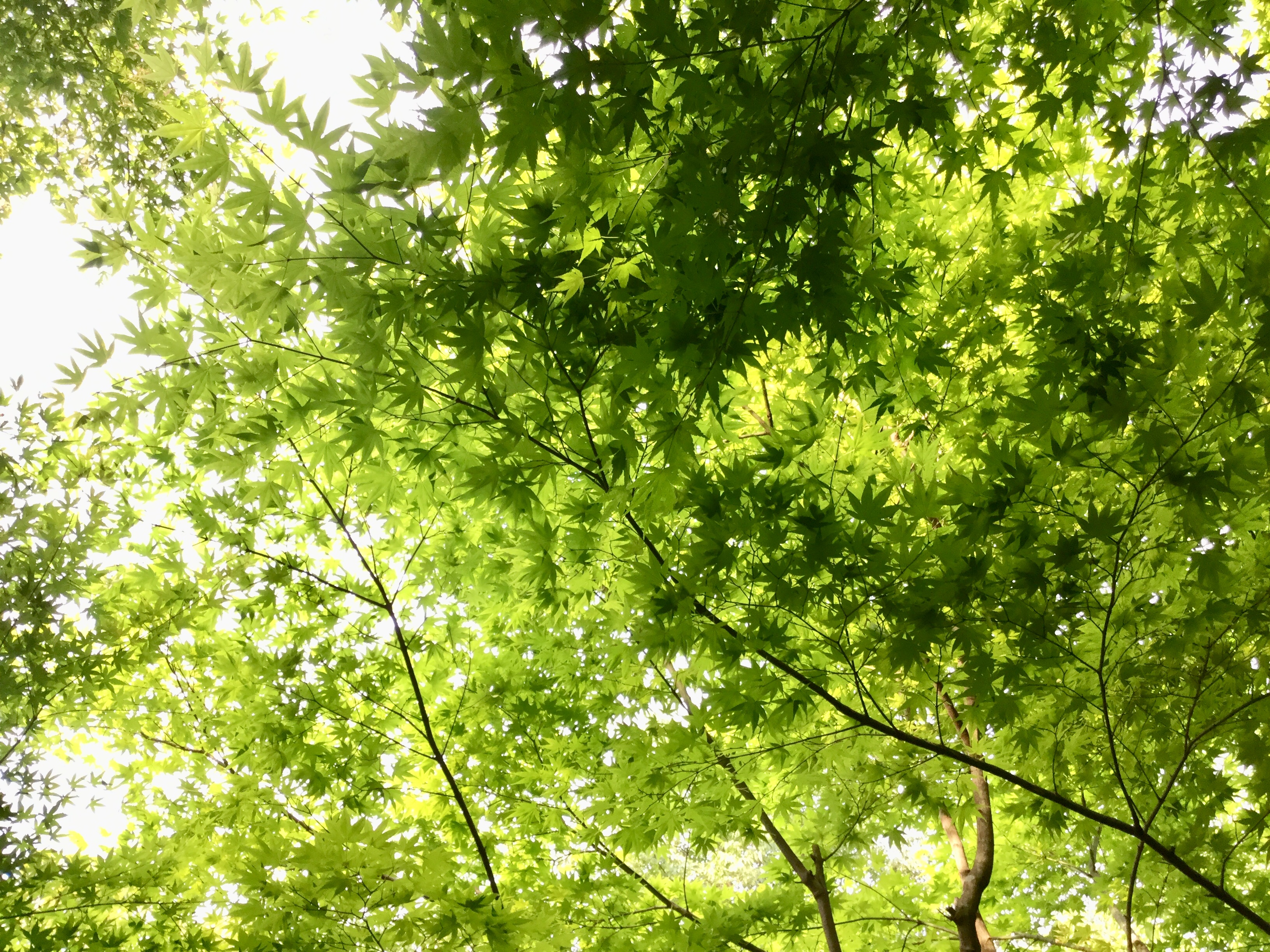 京都は春夏の青もみじも格別です。東福寺、南禅寺、祇王寺...などいたるところに！