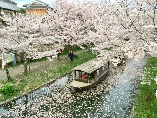 夢のように美しい京都の桜！伏見の十石舟！詳しくは十石舟HPを！