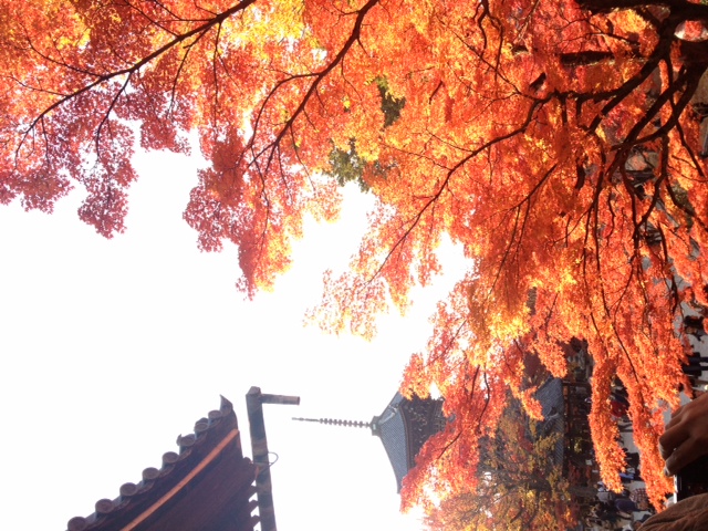 秋の京都は紅の世界！真如堂　Gorgeous leaves in Shinnyodo!