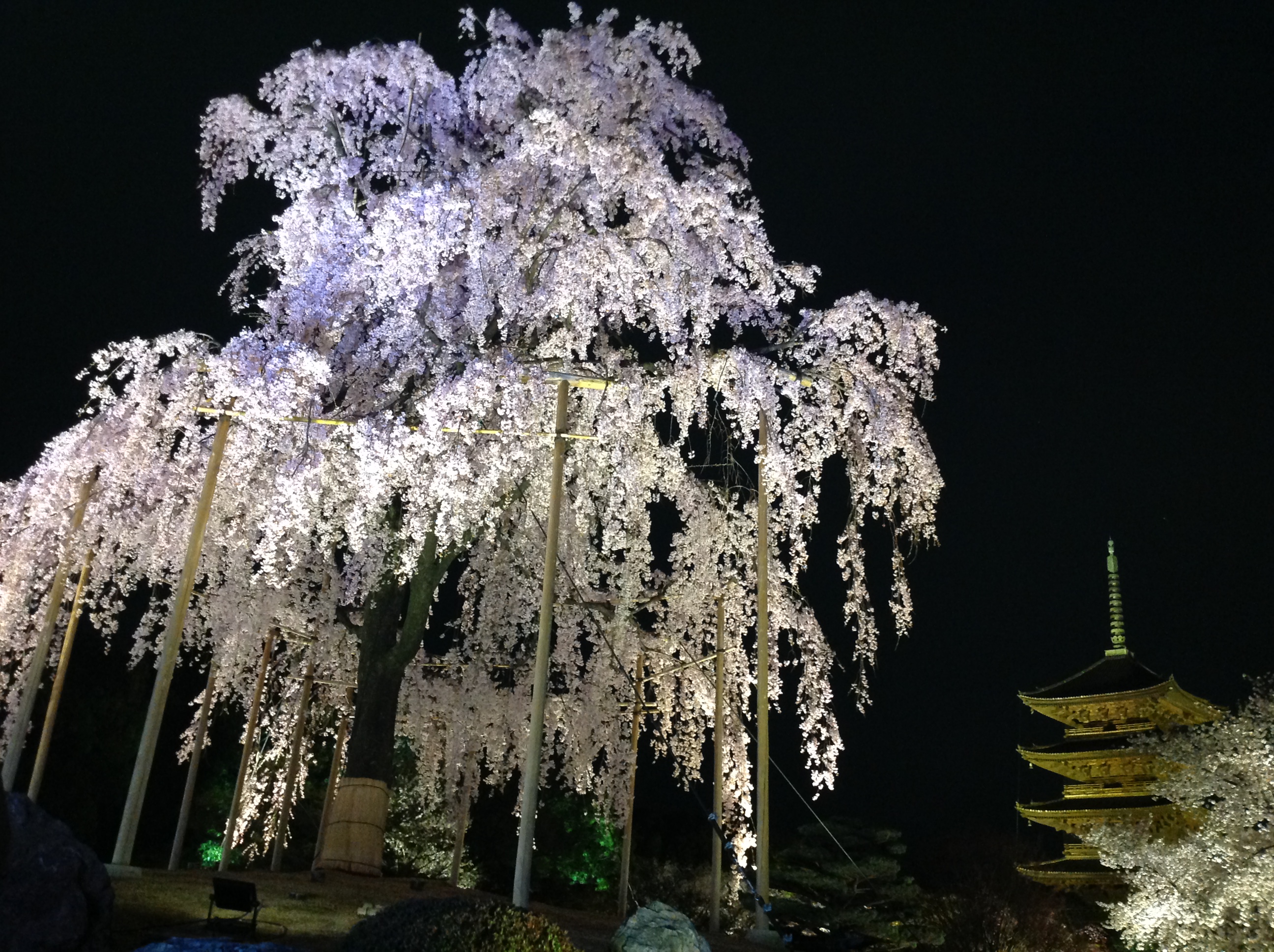 お薦め東寺の桜！五重塔と魅惑のコラボ！京都には桜の名所がいっぱい！