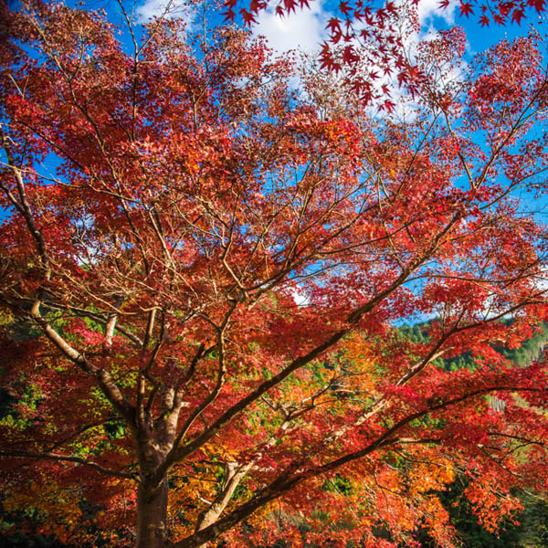 御岳山の紅葉の見頃は例年10月下旬から11月初旬です。 