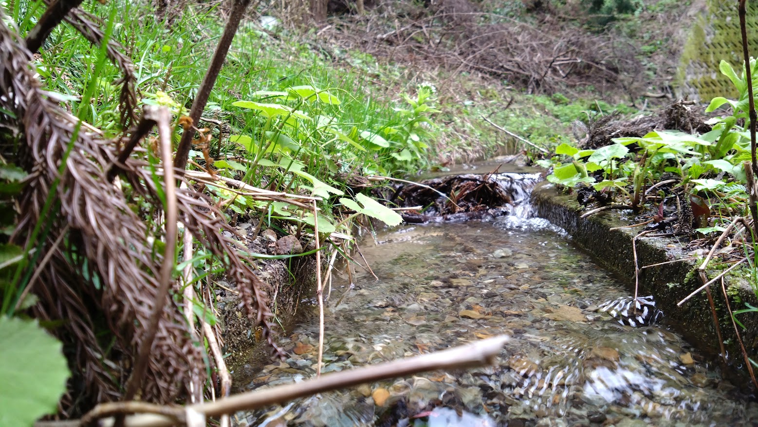 新緑と水のある風景