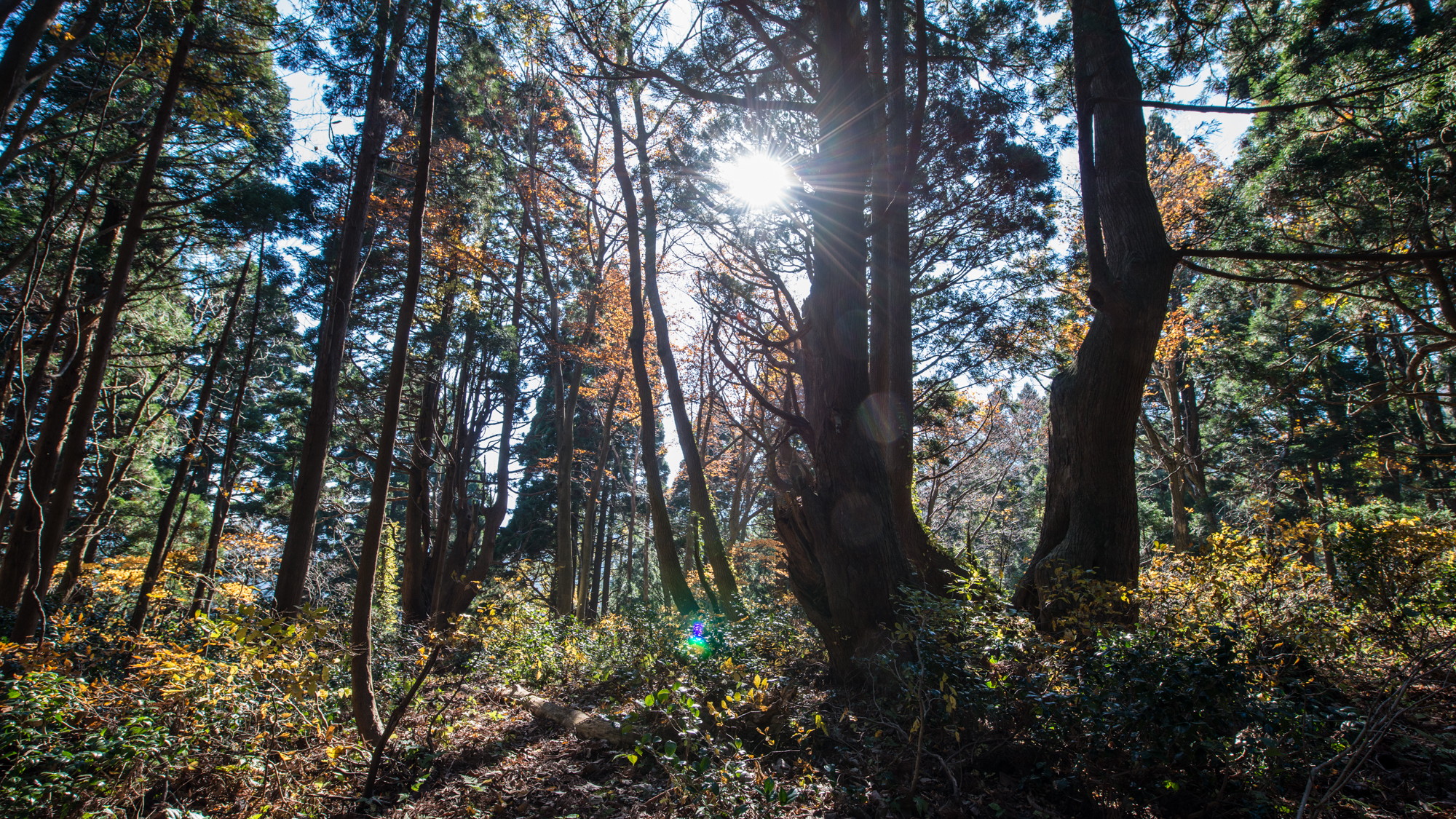 幻想の森／神秘的な空間が広がり、一帯に広がる巨木の雄大さはまさに幻想的※当館から車15分程