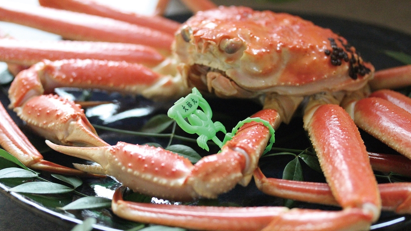 桜もカニ刺しも満開！【春限定】タグ付き【活】香住ガニ贅沢2匹フルコース＋お得に選べる但馬牛１品コース