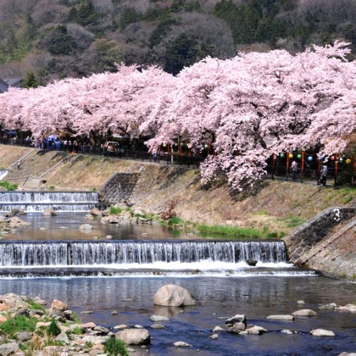 宮城野早川堤の桜（お車で１０分）