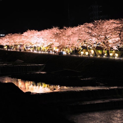 宮城野早川堤の桜（お車で１０分）