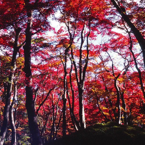 強羅公園の紅葉