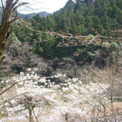 春の風景