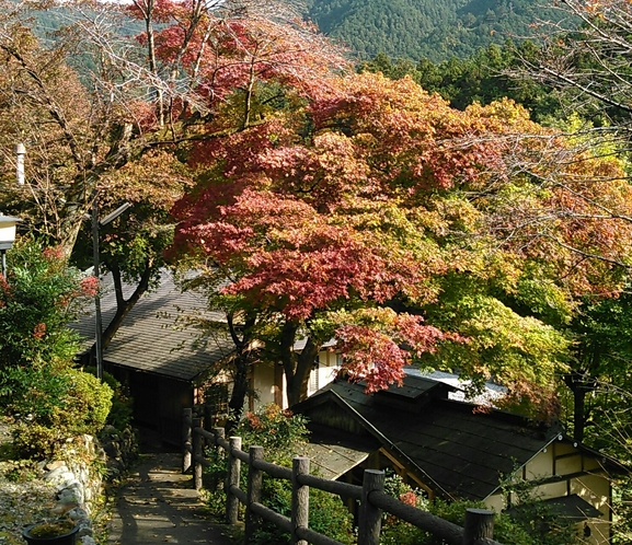 施設内紅葉一例