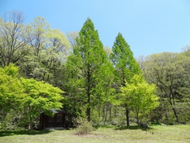 新緑(緑の広場)