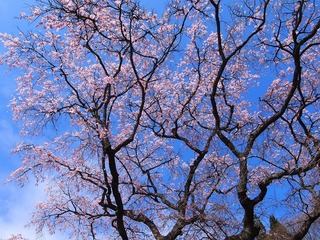 石橋正光屋敷跡の桜