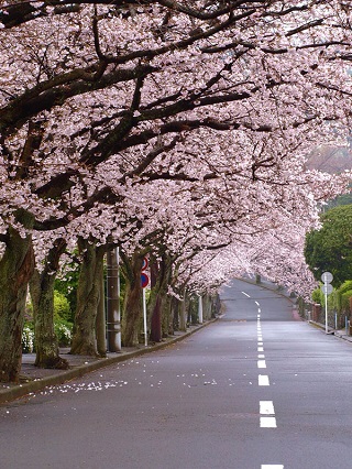 伊豆高原　桜並木