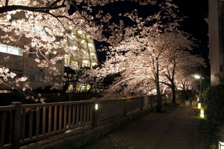 松川遊歩道　ライトアップされた桜
