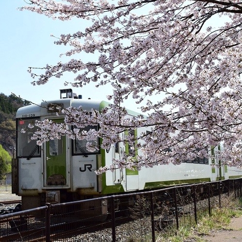 釜石の春_JR釜石線キハ100と桜