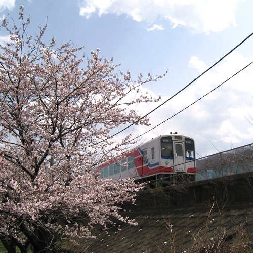 釜石の春_三陸鉄道と桜