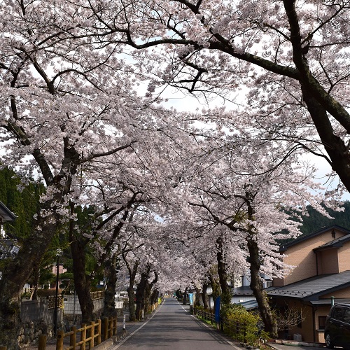 釜石の春_唐丹町（とうにちょう）本郷の桜並木