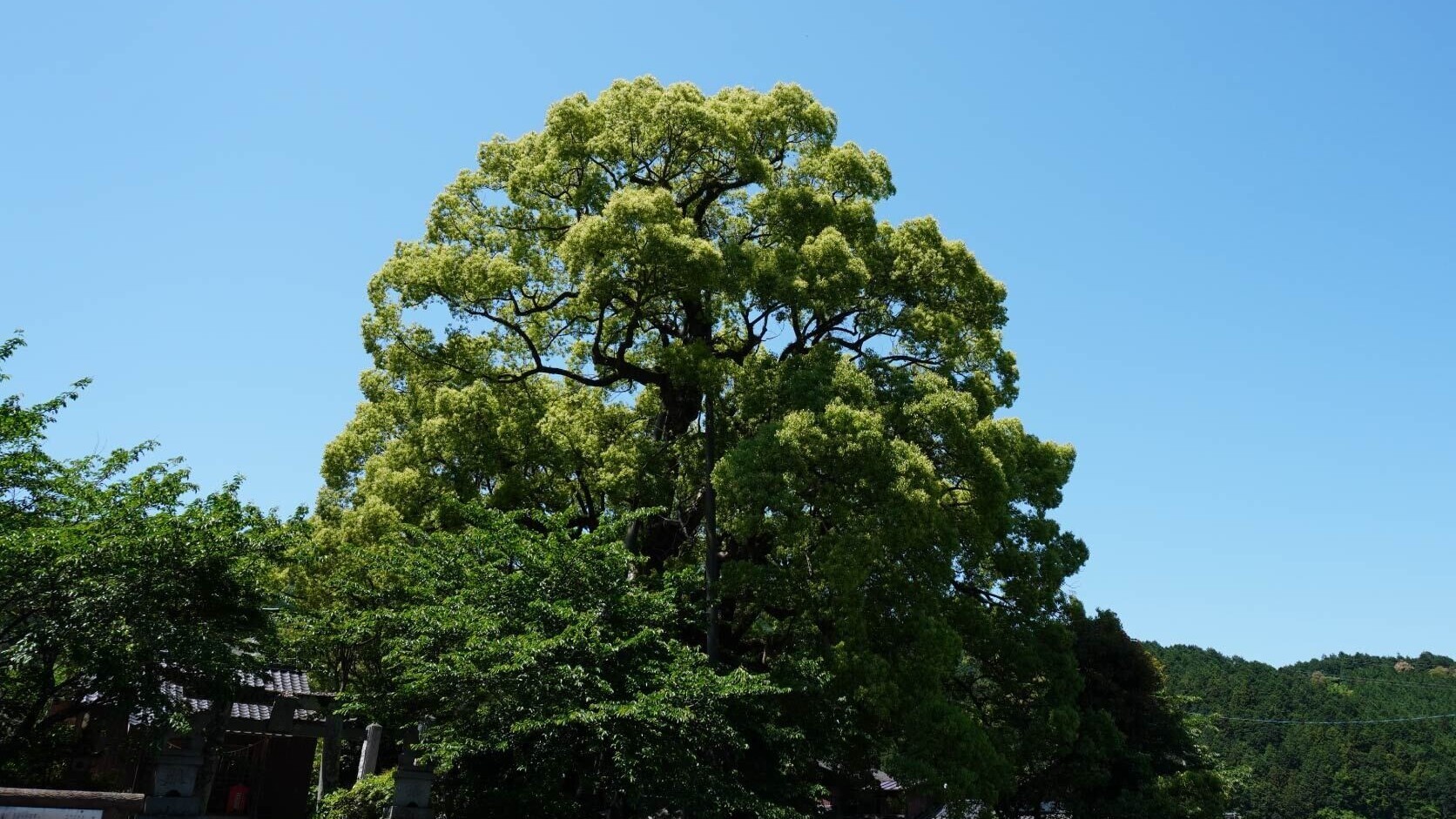 本庄の大楠　(国指定天然記念物)　ホテルから車で約20分