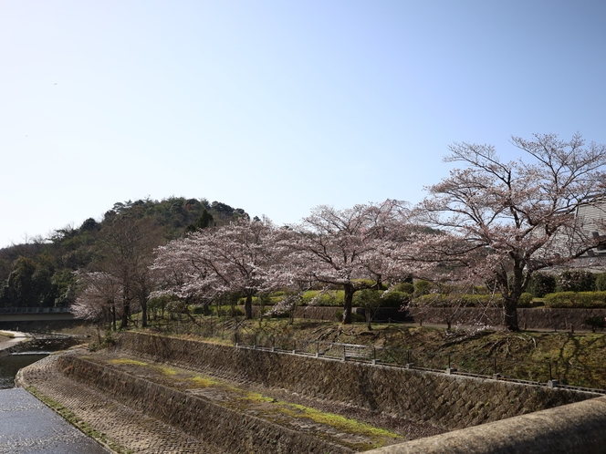 岩倉川と桜並木